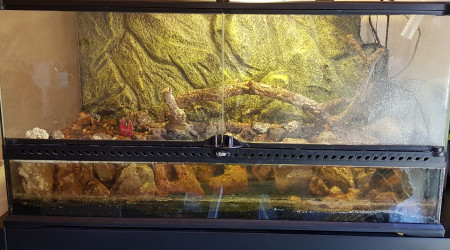 Aquaterrarium Novice