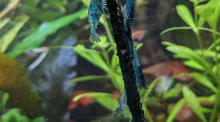 Foire à la crevette ?