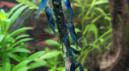 Foire à la crevette ?