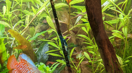 Foire à la crevette ?