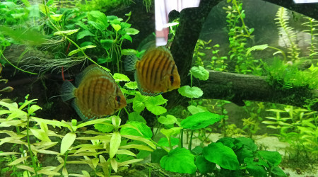 Discus et Apistogrammas