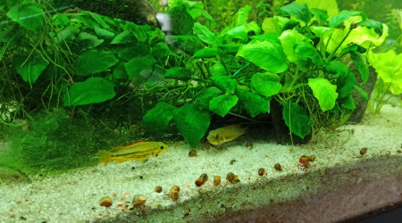 Discus et Apistogrammas