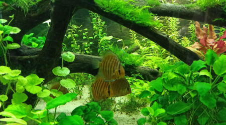 Discus et Apistogrammas