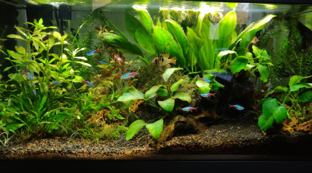 Ajout de nouvelles plantes et nouvelle LED