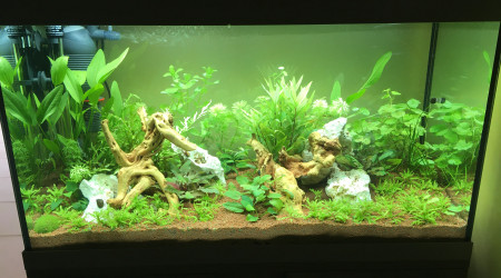 aquarium Biotope eau douce