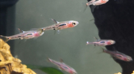 Rasbora moustique