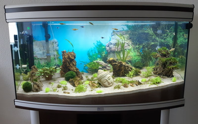 aquarium Biotope asiatique