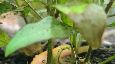 Introduction 1 poissons