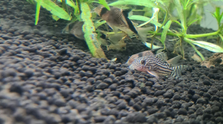 Introduction 1 poissons