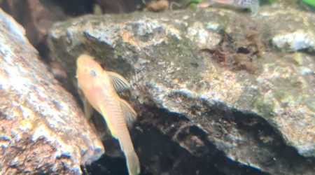 Introduction 1 poissons