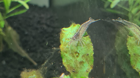 Introduction 1 poissons