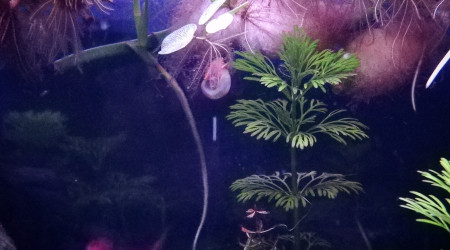 The Greatest Show on Earth