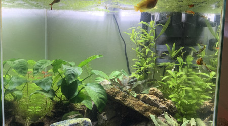 aquarium Cube 54L