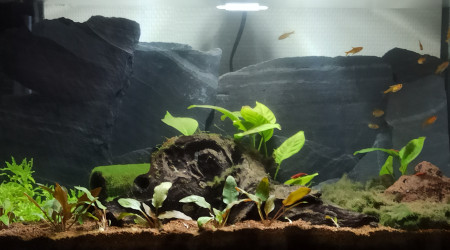 Nano - 21 avril 2021