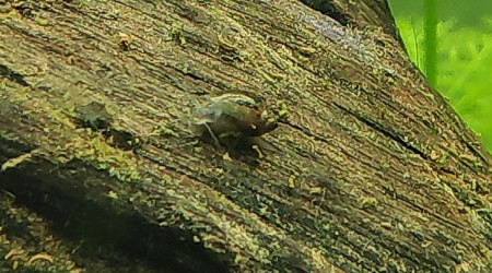 ça avance, ça pousse et il y a des intrus :p