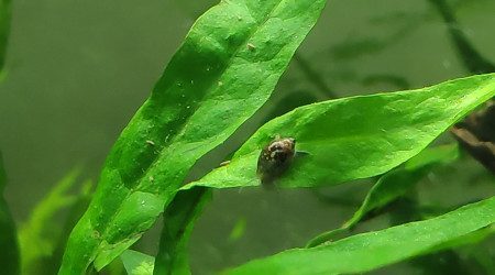 ça avance, ça pousse et il y a des intrus :p