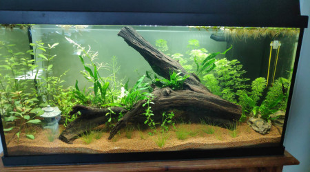 ça avance, ça pousse et il y a des intrus :p