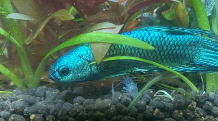 Arrivée de L' Alien