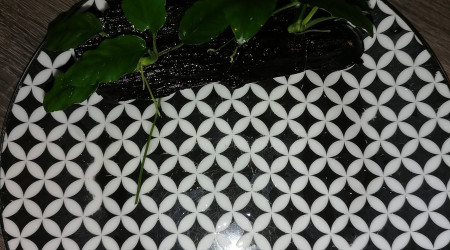 Réalisation d'une racine d'angle avec 3 boutures d'Anubias Nana