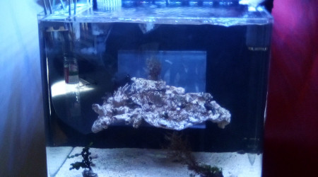 aquarium Recifal