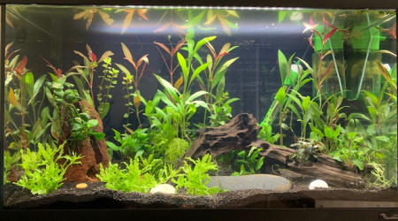 aquarium Bac 60l