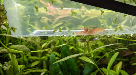 Depuis hier dans le 60L en attendant que le nano se cycle