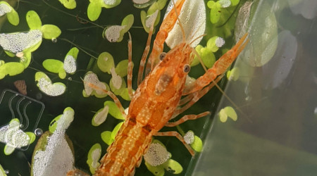 Depuis hier dans le 60L en attendant que le nano se cycle