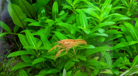 Depuis hier dans le 60L en attendant que le nano se cycle