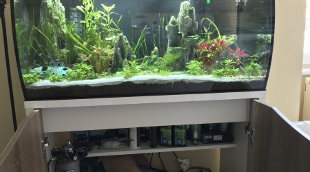 Petite faiblesse des plantes et présence d’algues filamenteuses