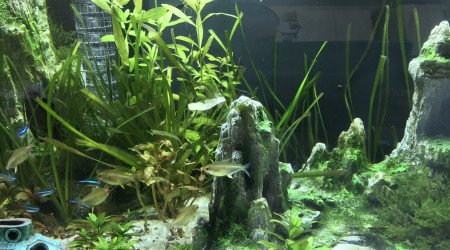 Petite faiblesse des plantes et présence d’algues filamenteuses