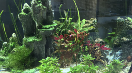 Petite faiblesse des plantes et présence d’algues filamenteuses