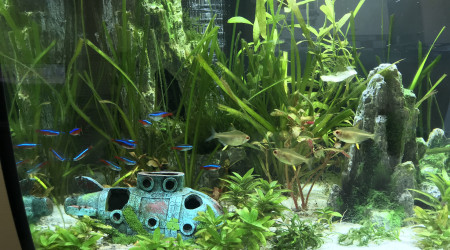 Petite faiblesse des plantes et présence d’algues filamenteuses