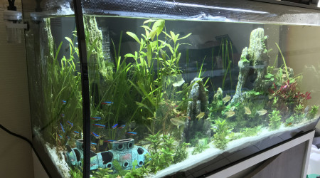 Petite faiblesse des plantes et présence d’algues filamenteuses