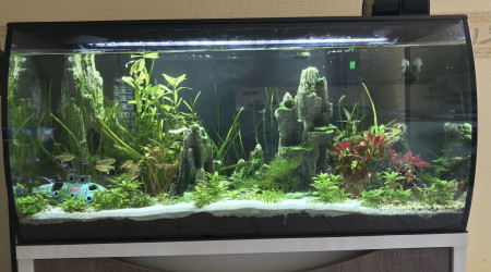 Petite faiblesse des plantes et présence d’algues filamenteuses