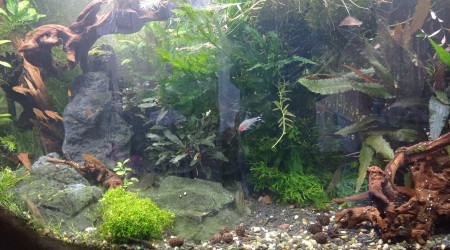 Réduction population