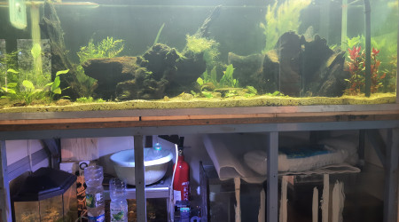 Nabuchodonosore : avec des plantes