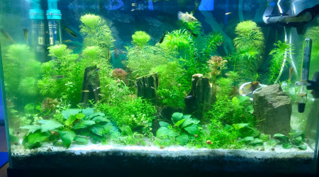 aquarium Atelier