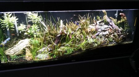 avant delaissement par manque de budget et motivation en 2017