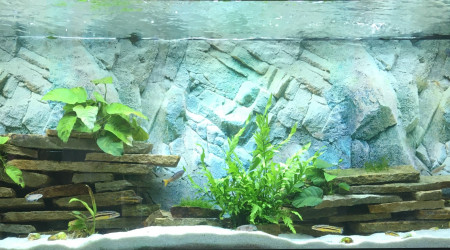aquarium Tanganyika