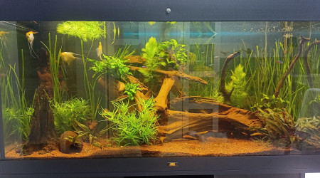 aquarium 360L Amazonien