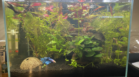 aquarium Betta planté