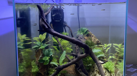 aquarium Dragon Jungle