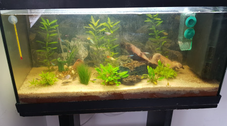 aquarium 100l