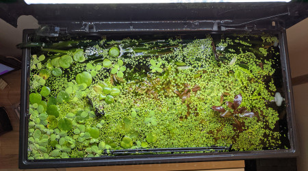 J'ai trié les lentilles!