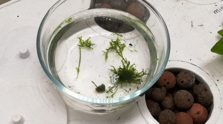 Culture weeping moss