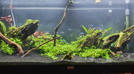 aquarium Mon 240