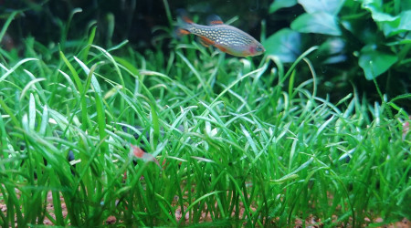 Rabora Galaxy femelle et bébé caridinia