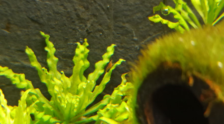 1 des bébés crevettes