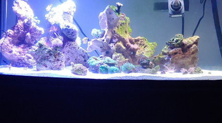 aquarium Aqua 2