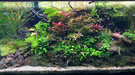 aquarium AQUASCAPE